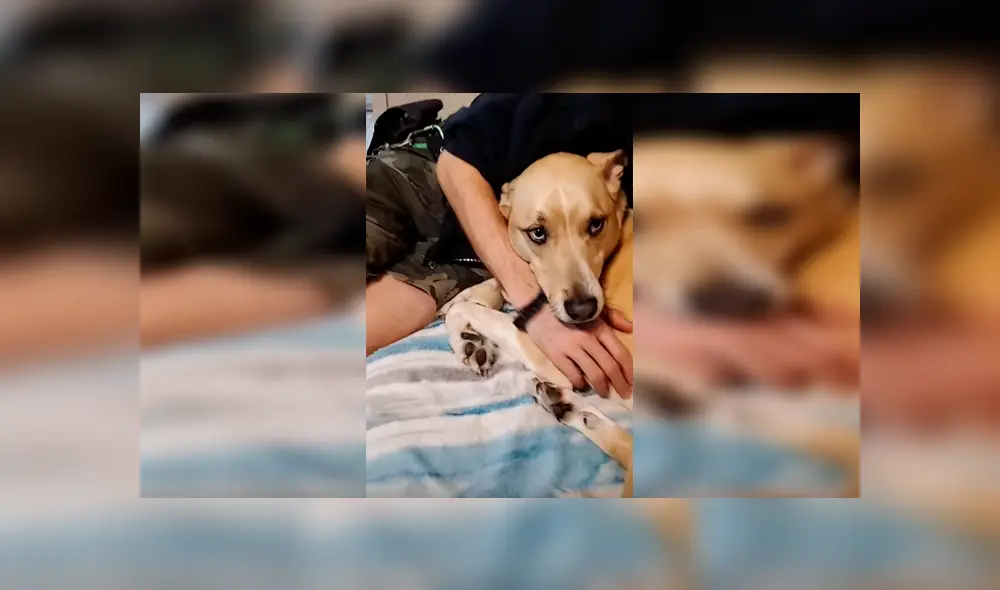 Desliza las imágenes para apreciar el furioso comportamiento de un perro al no tolerar que su dueño acaricie a otro animal.