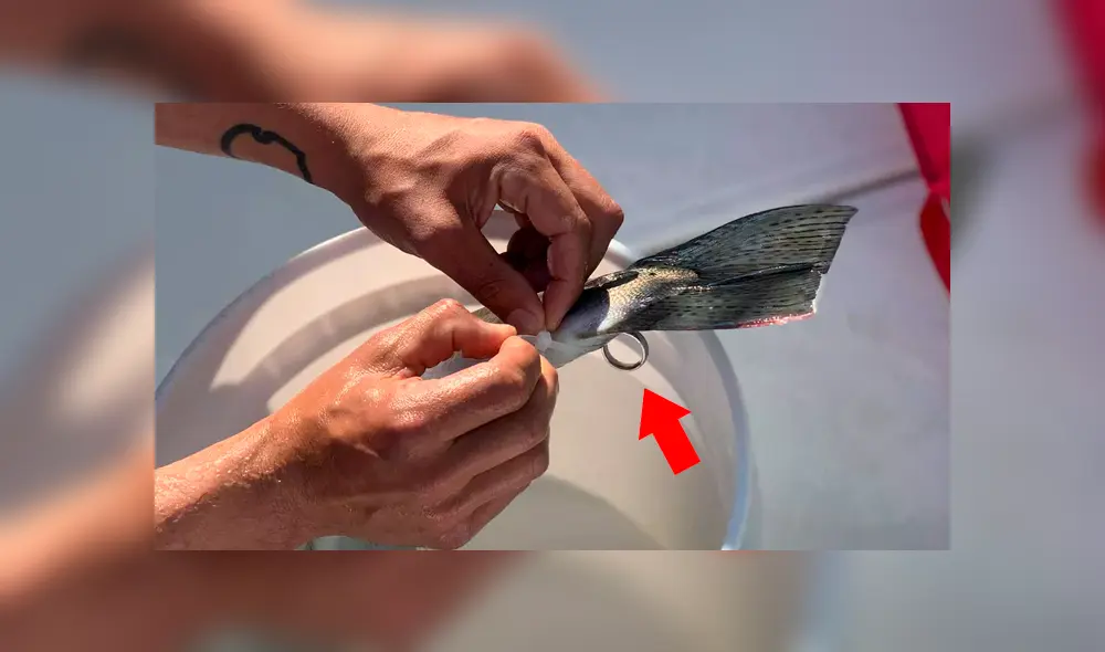 Facebook viral: pescador captura una truca y descubre extraño objeto en su cola