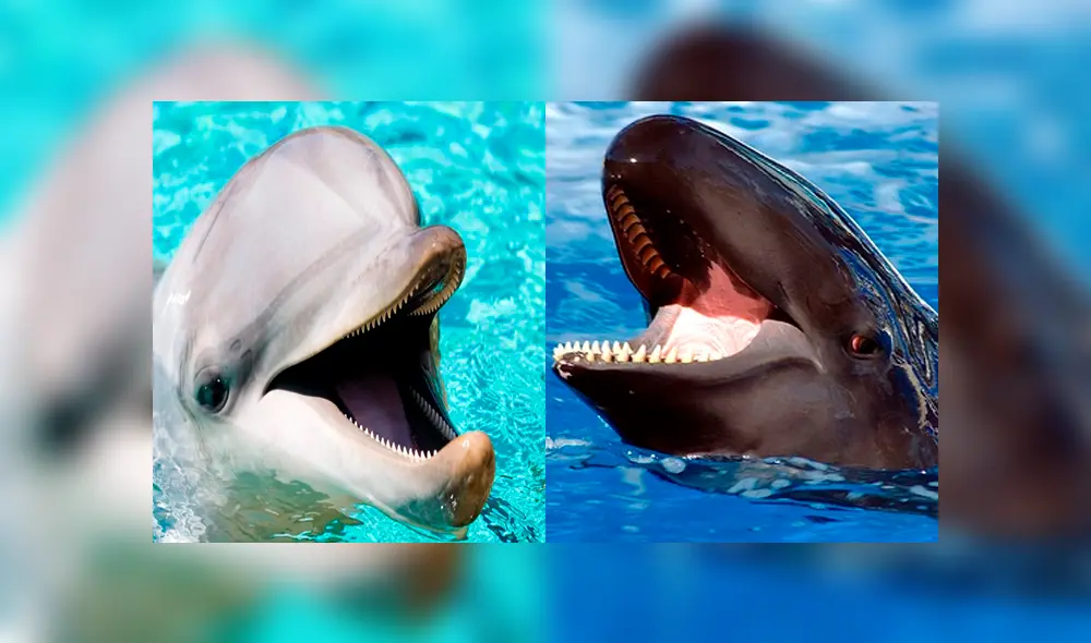 Desliza para ver fotos del Balfín que sorprendió a todos en YouTube. Foto: Captura.