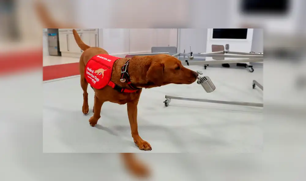 La preparación será realizada por profesionales de la Escuela de Adiestramiento. (Foto: Infobae) La preparación será realizada por profesionales de la Escuela de Adiestramiento. (Foto: Infobae)