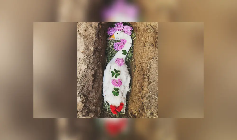 A través de Facebook se hizo viral la historia de un joven, quien le hizo un funeral a su ganso. A través de Facebook se hizo viral la historia de un joven, quien le hizo un funeral a su ganso.