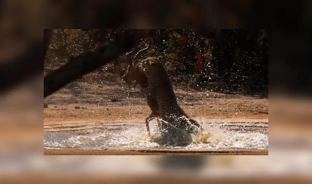 Leopardo come su presa, sin sospechar que leonas lo atacarían para robársela [VIDEO]