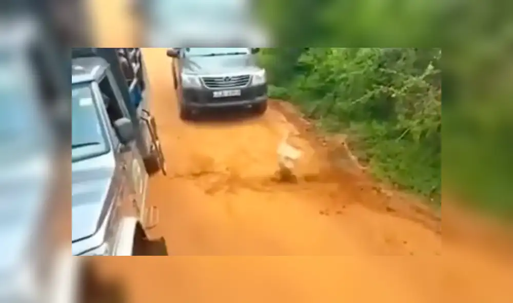 YouTube viral: perro ingresa a peligroso campo de depredadores, aparece leopardo y sucede lo peor [VIDEO] 