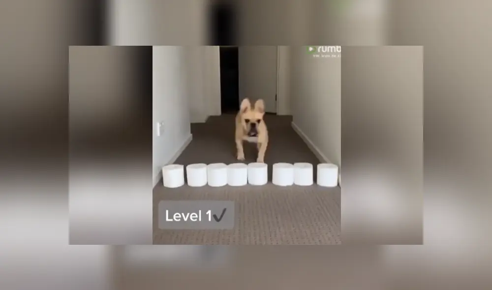 A través de YouTube se hizo viral el curioso reto al que un joven sometió a su perro.