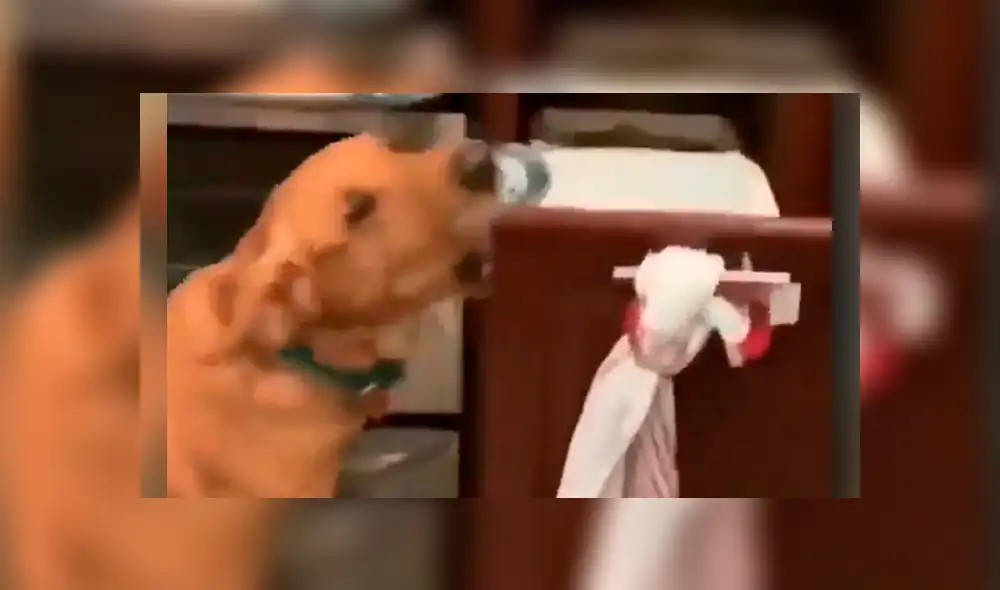 Sorprendente video viral en que perro entrega la cerveza a su dueño.