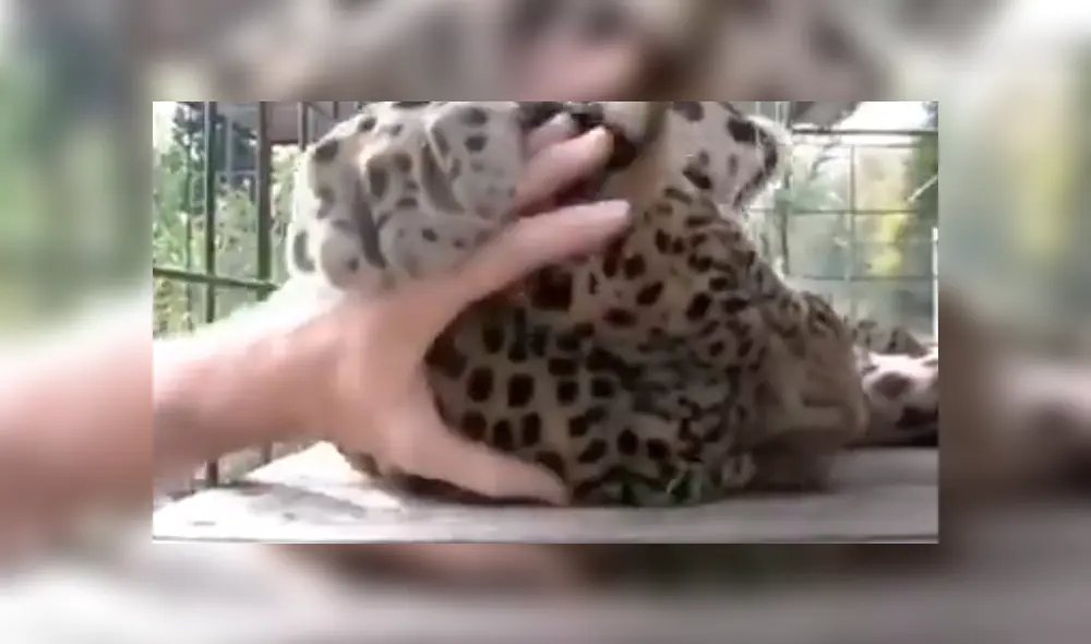 En YouTube, un hombre no tuvo miedo al pretender acariciar a un peligroso leopardo que lo sorprendió con su reacción. En YouTube, un hombre no tuvo miedo al pretender acariciar a un peligroso leopardo que lo sorprendió con su reacción.