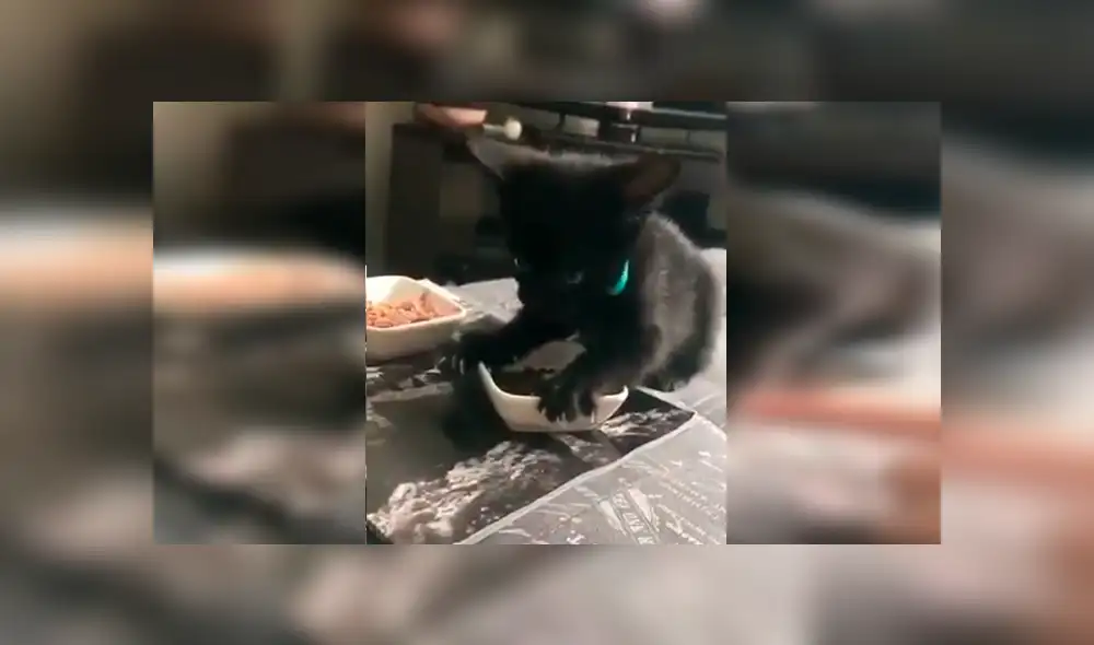 En Facebook, un chico quedó sorprendido con la reacción de su gato cuando este imaginó que le iba arrebatar sus alimentos. En Facebook, un chico quedó sorprendido con la reacción de su gato cuando este imaginó que le iba arrebatar sus alimentos.