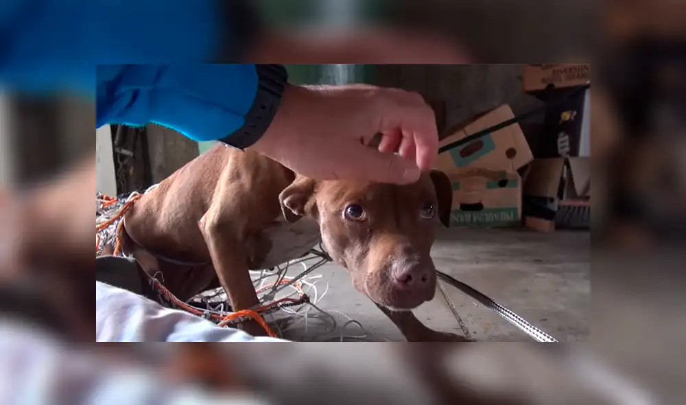 Youtube viral: Perro callejero recibe caricias por primera vez y su reacción conmueve a todos [VIDEO]