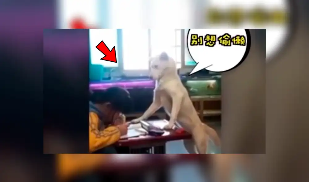 YouTube viral: perro cuidar a hija de su dueño para que no se distraiga y usuarios quedan sorprendidos [VIDEO] 