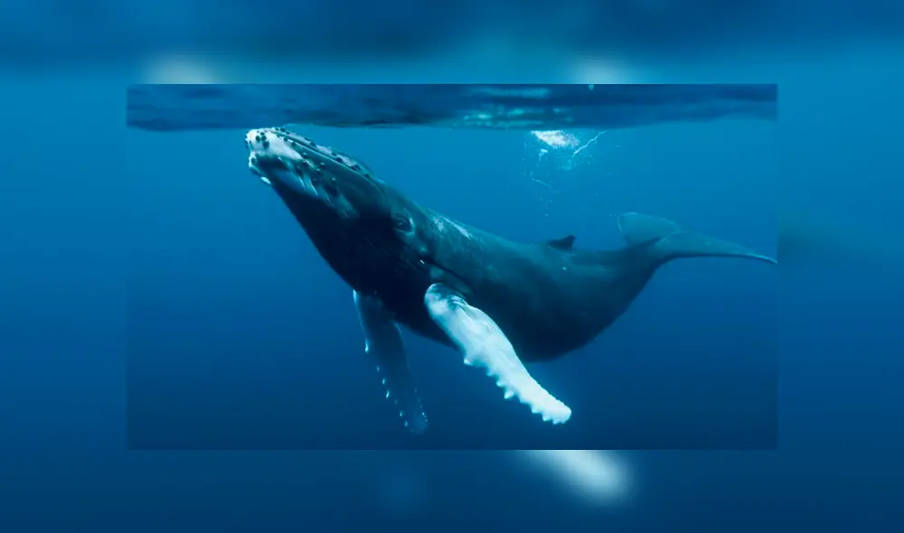 Majestuosa ballena de cuatro patas es descubierta en la costa de Perú [FOTOS]
