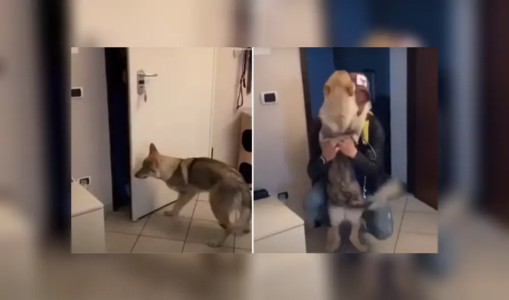 A través de YouTube se hizo viral el tierno reencuentro entre un perro y su dueño.