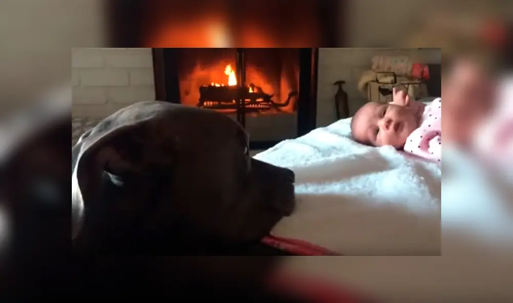 Video es viral en Facebook. Dueña del can no dudó en grabar la emotiva escena que protagonizó su mascota al acercarse a su bebé Video es viral en Facebook. Dueña del can no dudó en grabar la emotiva escena que protagonizó su mascota al acercarse a su bebé
