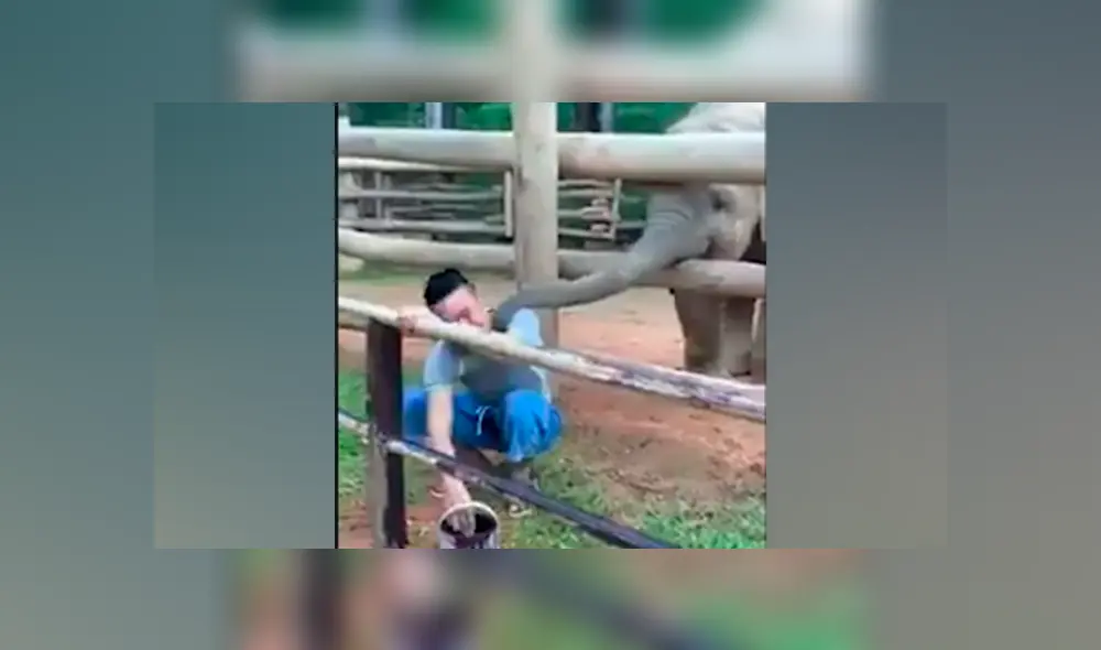 Desliza a la izquierda para ver más fotos de este tierno elefante bebé. (Foto: captura)