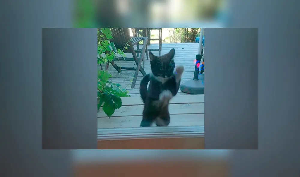 En Facebook, un gato arañó la mampara corrediza de su casa para suplicar perdón a su dueña tras escapar. En Facebook, un gato arañó la mampara corrediza de su casa para suplicar perdón a su dueña tras escapar.