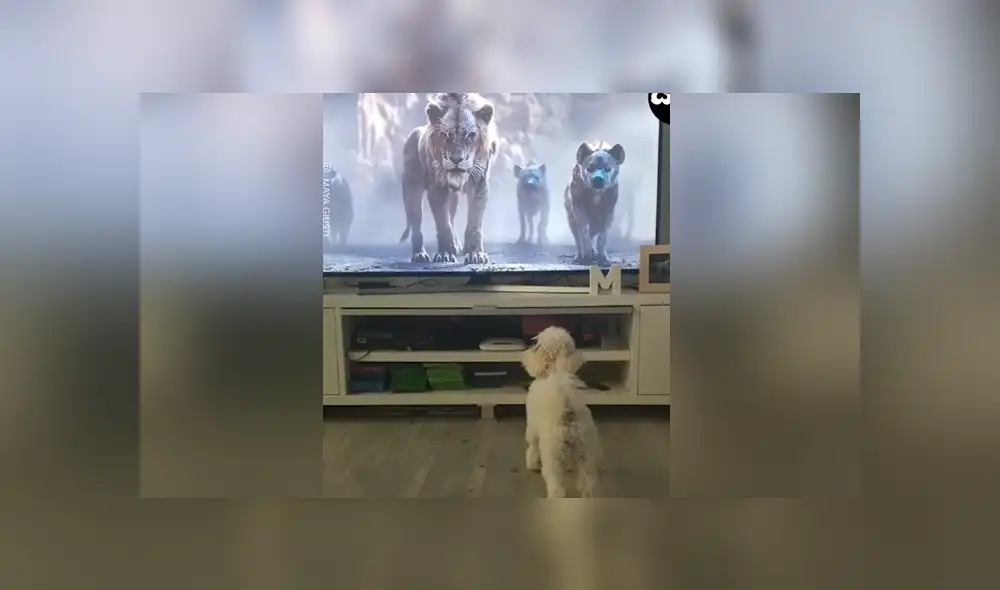 En Facebook se ha vuelto viral el momento en que un perro se asusta tras ver una escena de El Rey León.