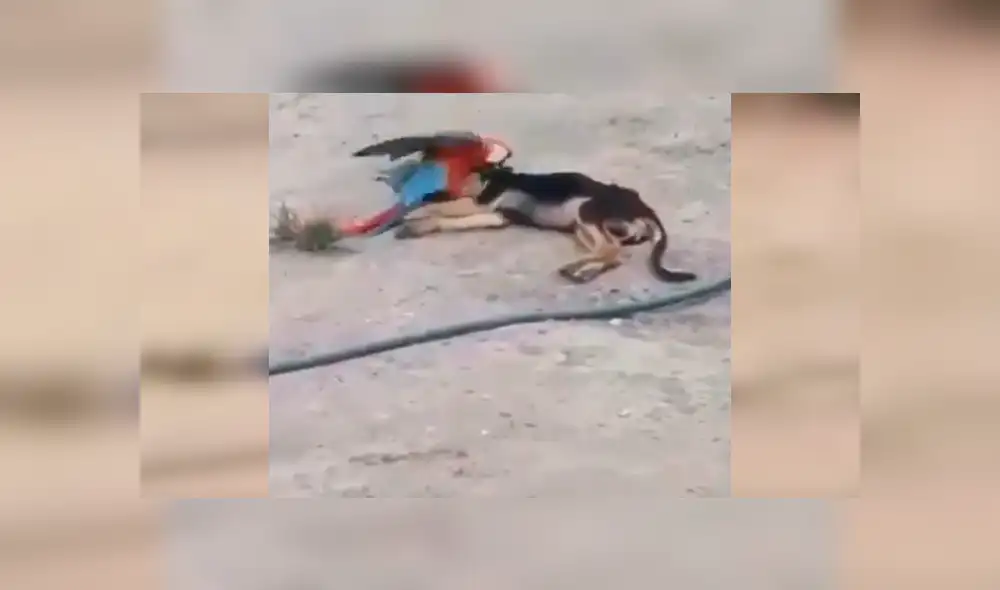 Facebook viral: Perro y loro son pillados en tierna escena de amor y miles se conmueven [VIDEO]