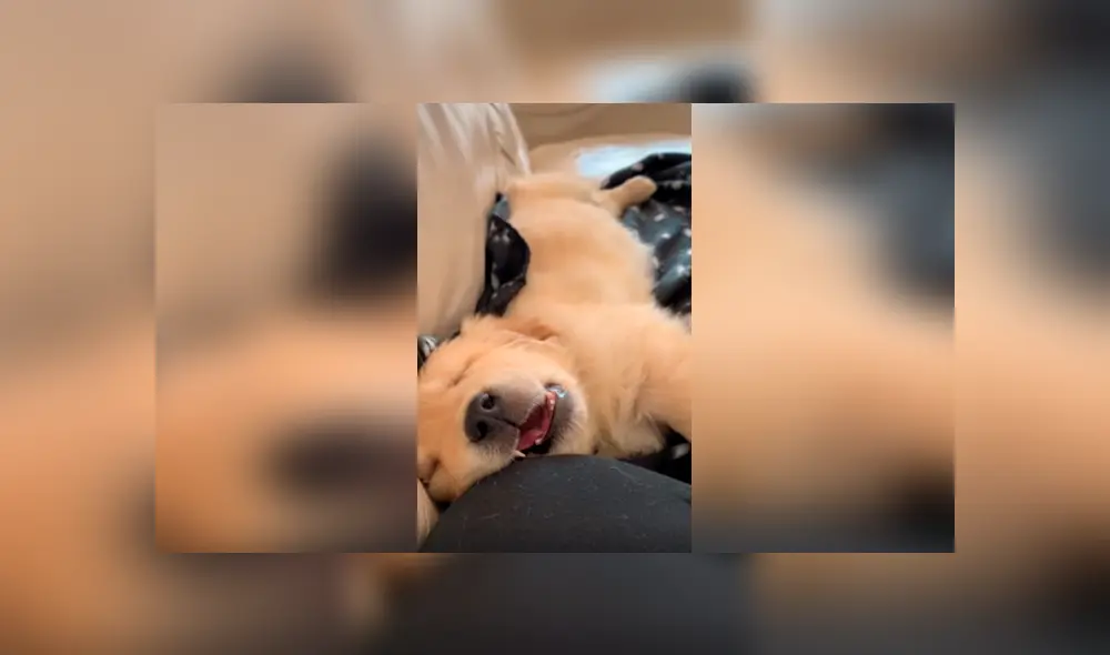 Desliza las imágenes para conocer el tierno comportamiento de un perro al intentar mantenerse despierto.