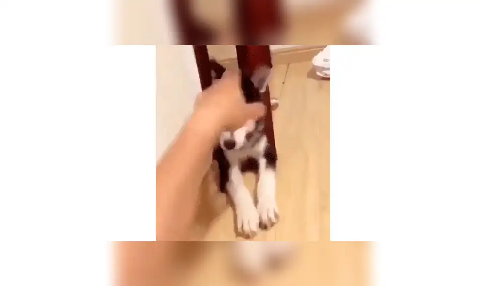 Joven condiciona a su perro con inesperados movimiento para que ‘baje el volumen’ de sus ladridos [VIDEO]