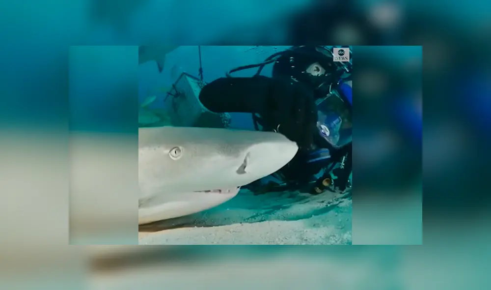 Desliza las fotografías para ver la reacción que tuvo el tiburón al sentir las caricias del osado buzo que lo visitó. Foto: Captura/James Abernethy Desliza las fotografías para ver la reacción que tuvo el tiburón al sentir las caricias del osado buzo que lo visitó. Foto: Captura/James Abernethy