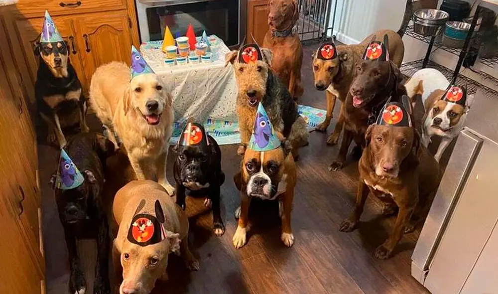 Desliza las imágenes para apreciar el curioso comportamiento de unos perros en la celebración de su ‘amigo’. Fotos: Lending Paws Pet Care/ Referencial Desliza las imágenes para apreciar el curioso comportamiento de unos perros en la celebración de su ‘amigo’. Fotos: Lending Paws Pet Care/ Referencial