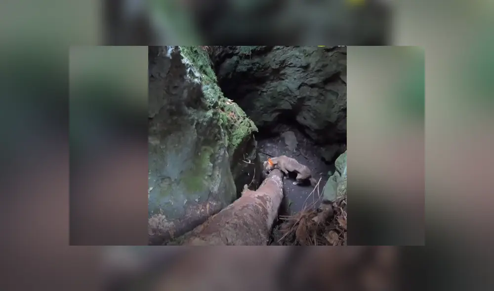 Una perrita fue encontrada atrapada en un cueva y un grupo de rescatistas le salvó la vida. Foto: Facebook.