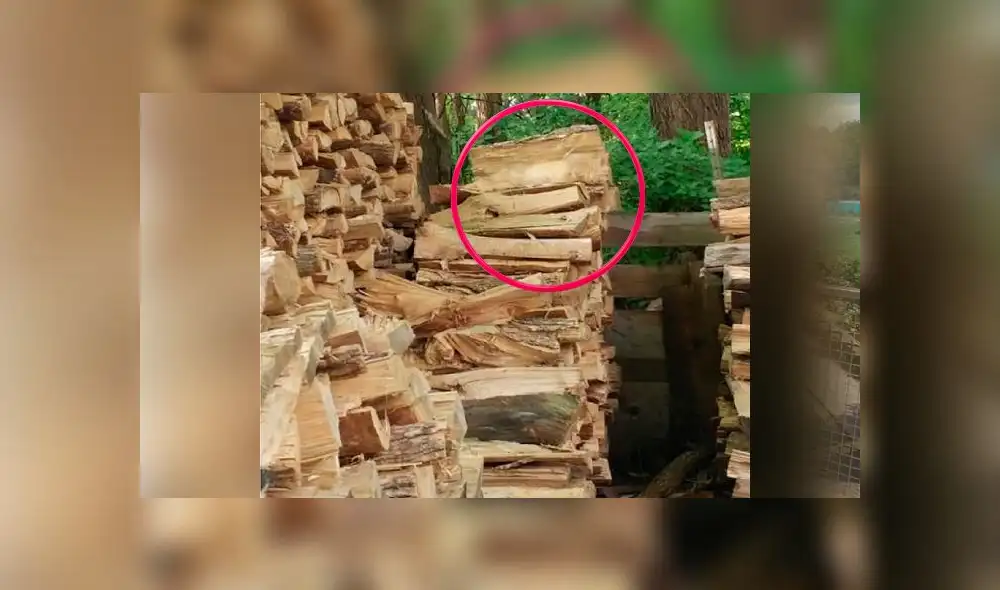 Desliza las imágenes para ver la ubicación de este travieso gato que se escondió entre leños para dormir la siesta. Foto: Facebook Desliza las imágenes para ver la ubicación de este travieso gato que se escondió entre leños para dormir la siesta. Foto: Facebook