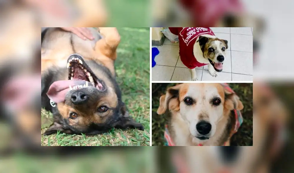 El perrito que gane el concurso será imagen de la marca .Foto: Nukhan