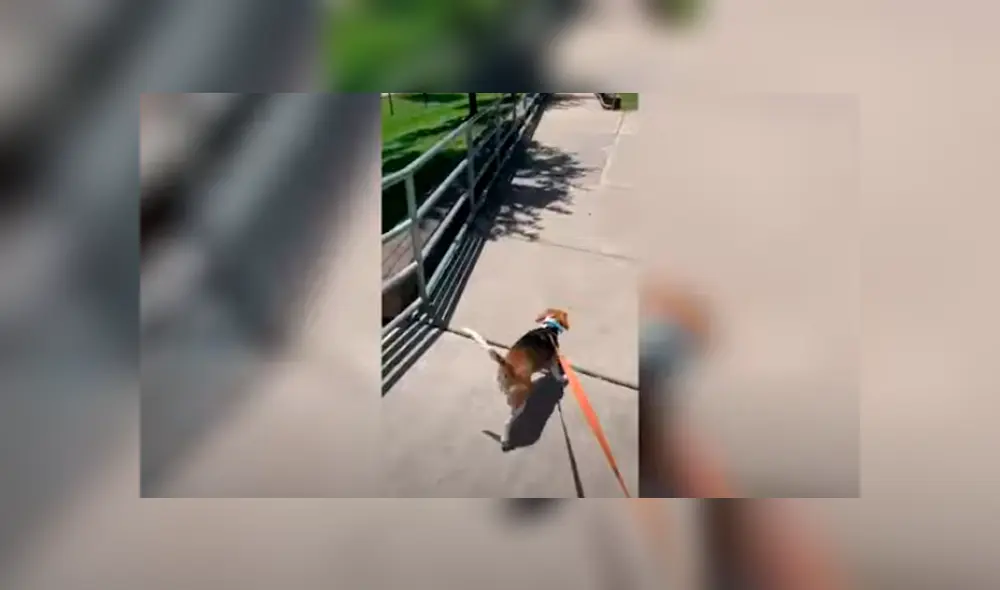 Desliza las imágenes hacia la izquierda para apreciar la conmovedora escena entre dos perros durante la cuarentena. Desliza las imágenes hacia la izquierda para apreciar la conmovedora escena entre dos perros durante la cuarentena.