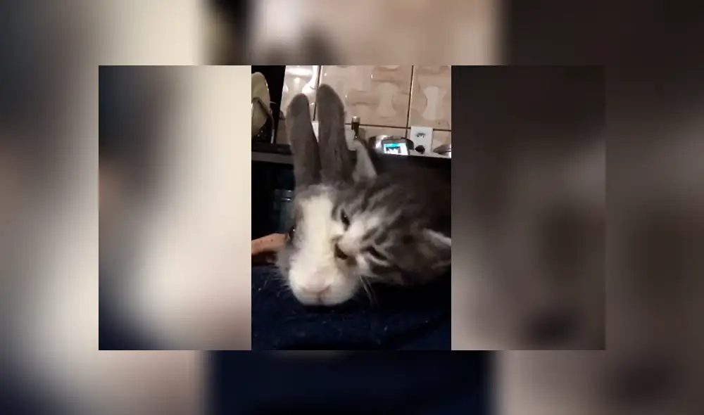 Facebook: Tierno gatito llena de amor a un conejo y este tiene inesperada reacción