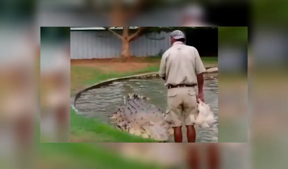YouTube viral: Hombre se sube encima de cocodrilo para alimentarlo y ocurre algo impensado [VIDEO] 
