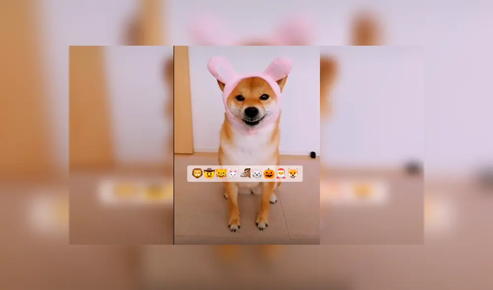 En Tik Tok, una joven adquirió graciosos sombreros para ponerlo en la cabeza de su mascota como parte de un reto.