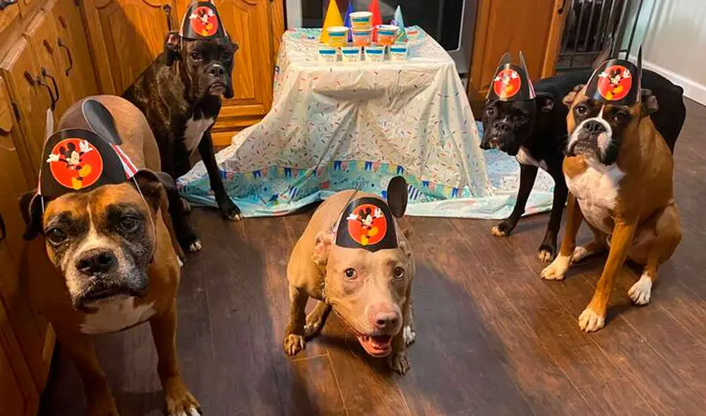 Desliza las imágenes para apreciar el curioso comportamiento de unos perros en la celebración de su ‘amigo’. Fotos: Lending Paws Pet Care/ Referencial Desliza las imágenes para apreciar el curioso comportamiento de unos perros en la celebración de su ‘amigo’. Fotos: Lending Paws Pet Care/ Referencial