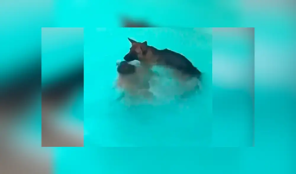 Dueña de perro simula que se asfixia dentro de piscina y osado can se lanza para rescatarla. Dueña de perro simula que se asfixia dentro de piscina y osado can se lanza para rescatarla.