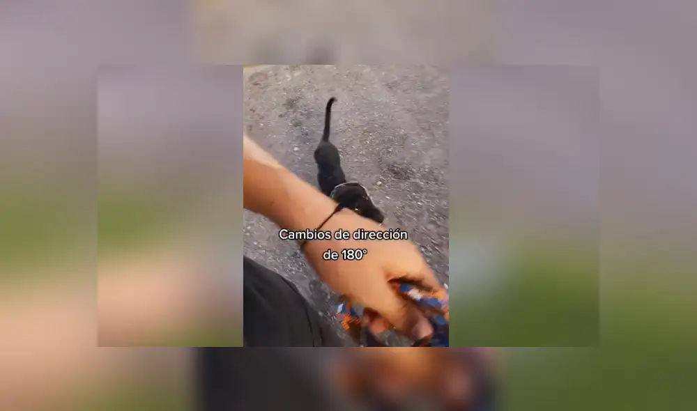 Un entrenador de perros enseñó cómo hacer que un can siga tu ritmo cuando lo sacas a pasear. Foto: Tiktok