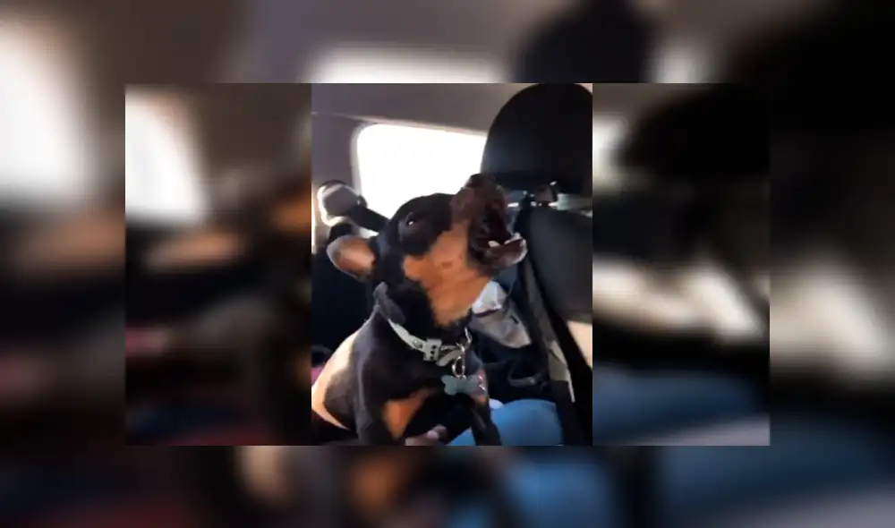 En Facebook, un pequeño perro tuvo un curioso comportamiento al percatarse que su dueña abrió su cuenta de Tik Tok. En Facebook, un pequeño perro tuvo un curioso comportamiento al percatarse que su dueña abrió su cuenta de Tik Tok.