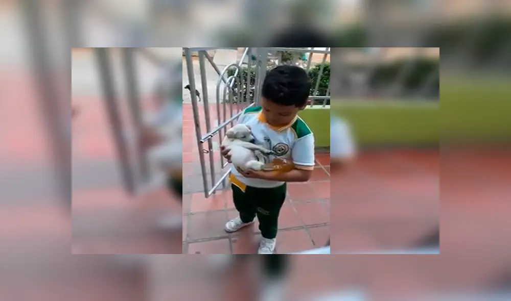En Facebook, una señora mandó a su hijo a comprar a la tienda y él regresó con un indefenso cachorro.