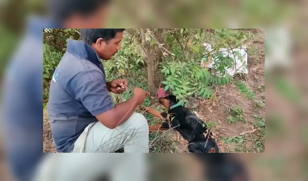 El hombre lo llevó a una veterinaria para que le trataran las heridas. Foto: Newsflare/YouTube El hombre lo llevó a una veterinaria para que le trataran las heridas. Foto: Newsflare/YouTube