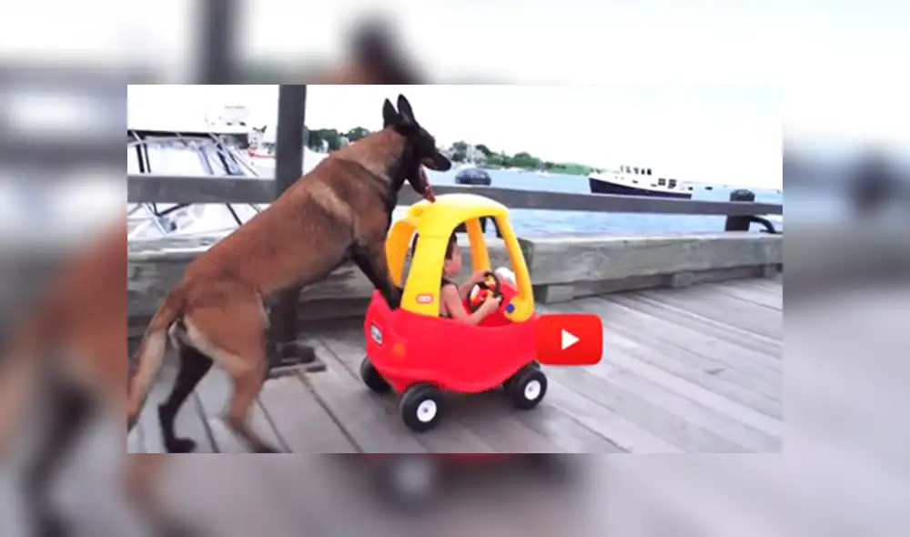 Facebook: Perro se vuelve viral al ser captado ayudando a empujar camión [VIDEO]