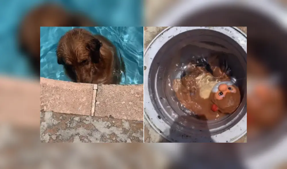 Desliza hacia la izquierda para ver más fotos de este tierno perrito mientras 'salva' a su peluche favorito. (Foto: captura)