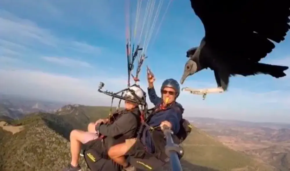 TikTok - parapente - animales TikTok - parapente - animales
