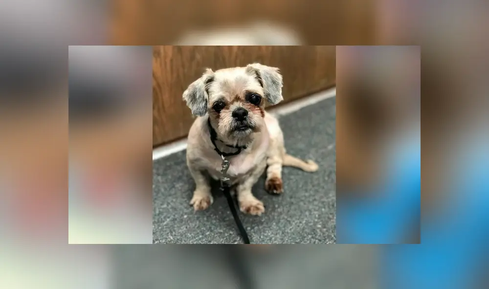 Facebook viral: perro callejero con abundante pelo es rescatado y su sorprende cambio de ‘look’ emociona a miles Facebook viral: perro callejero con abundante pelo es rescatado y su sorprende cambio de ‘look’ emociona a miles