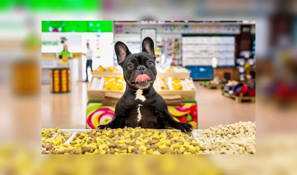 Familia peruana instalará sucursales de tiendas para mascotas en Chile