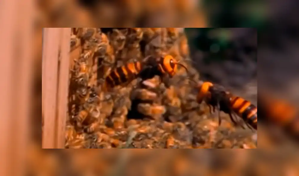 YouTube: Furiosas avispas acaban con una colonia de 30 mil abejas y video deja en shock a todos