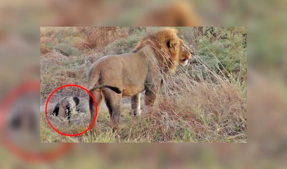 Desliza la imagen de YouTube para verlas todas. Foto: Kruger Sightings Desliza la imagen de YouTube para verlas todas. Foto: Kruger Sightings