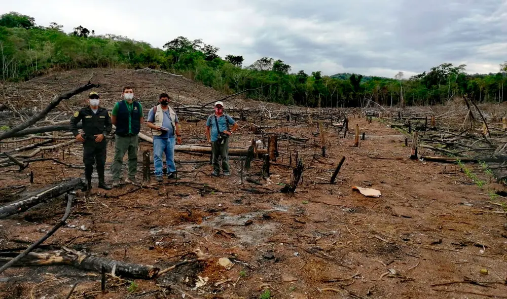 Fiscalía y Policía constataron daño en bosque de Bellavista. Foto: Ministerio Público Fiscalía y Policía constataron daño en bosque de Bellavista. Foto: Ministerio Público