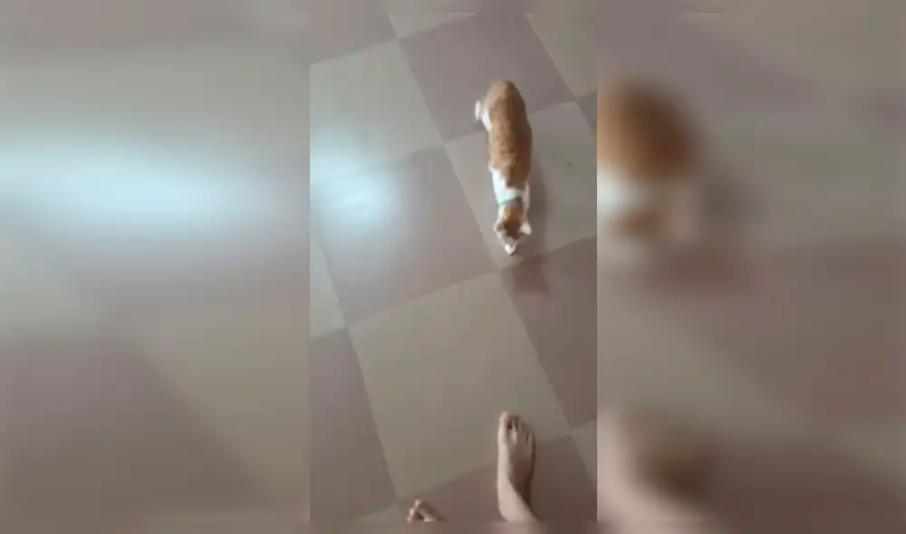 YouTube: Gato intenta jugar con su dueño, pero sorprende la forma en que lo hace [VIDEO]