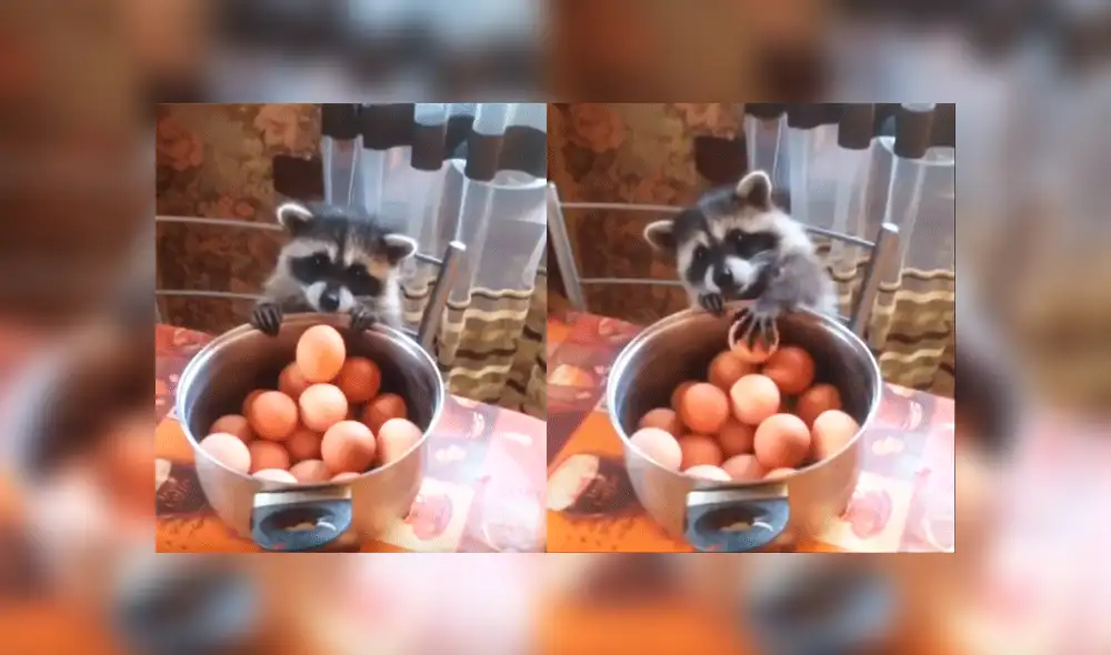 YouTube viral: mapache hambrienta intenta "robar" huevos, pero recibe lección de la naturaleza [VIDEO]