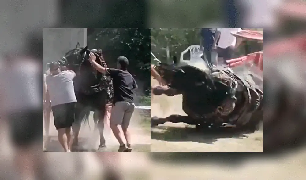 Caballo se desploma por agotamiento tras arrastrar carreta llena de sacos de arena [VIDEO]