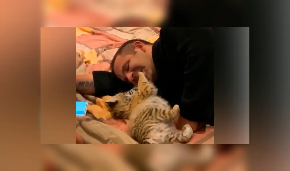 Desliza hacia la izquierda para ver la tierna escena de YouTube de un cuidador de felinos con un tigre bebé. Desliza hacia la izquierda para ver la tierna escena de YouTube de un cuidador de felinos con un tigre bebé.