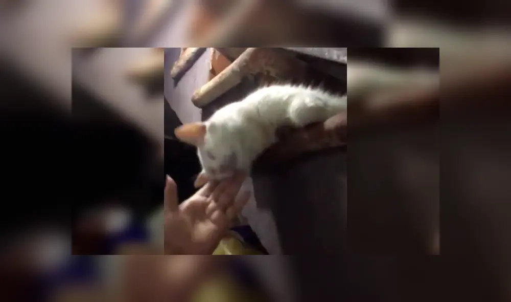 Desliza para ver el desenlace de este video viral de Facebook. Foto: Captura.